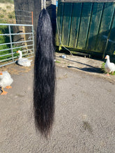 Load image into Gallery viewer, False tail Native/ Dressage  unusual colours