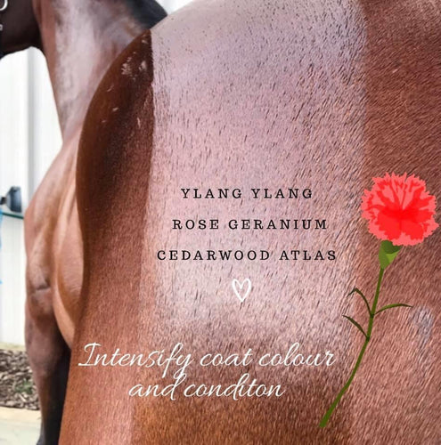Liquid Gold Essential oil Coat conditioner